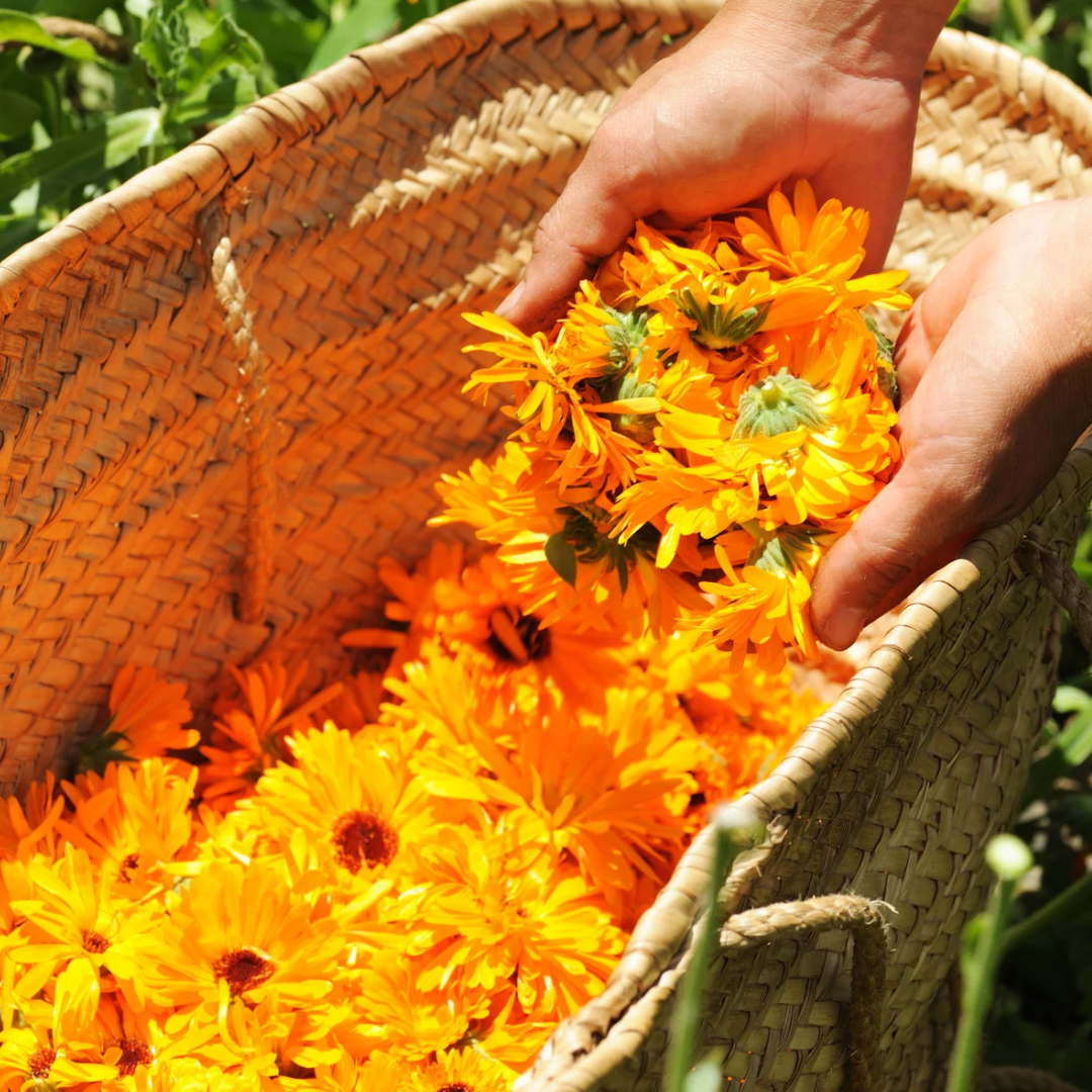 The Healing Powers of Calendula in Skincare and Teas – OmMade Organic ...